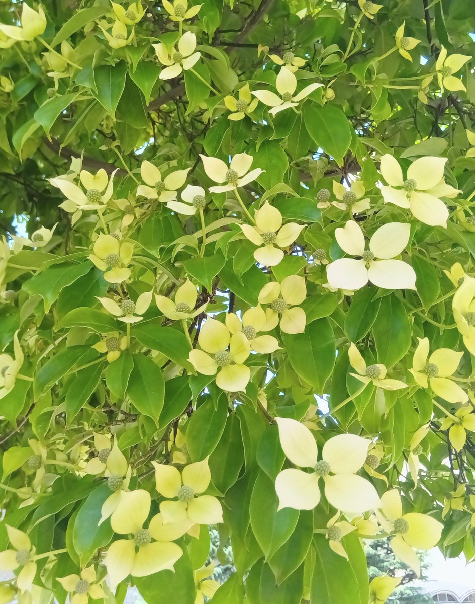 ouchi_diary's tweet photo. 花が咲いていました🌸🌿 https://t.co/iX9WYdiDti