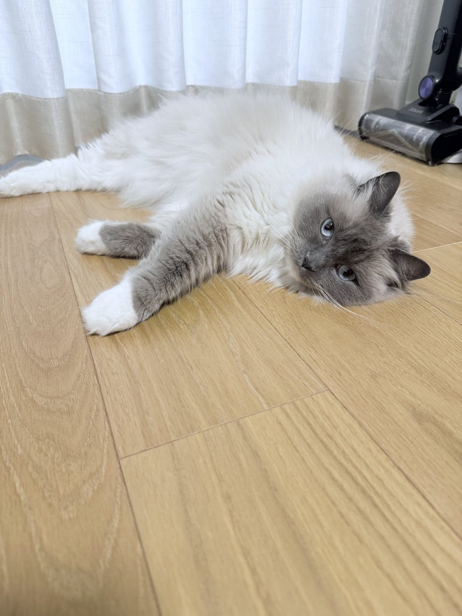 POMOCHIX's tweet photo. あちち…🫠
#猫 #メインクーン #ラグドール #cats https://t.co/qpvEub3kyb