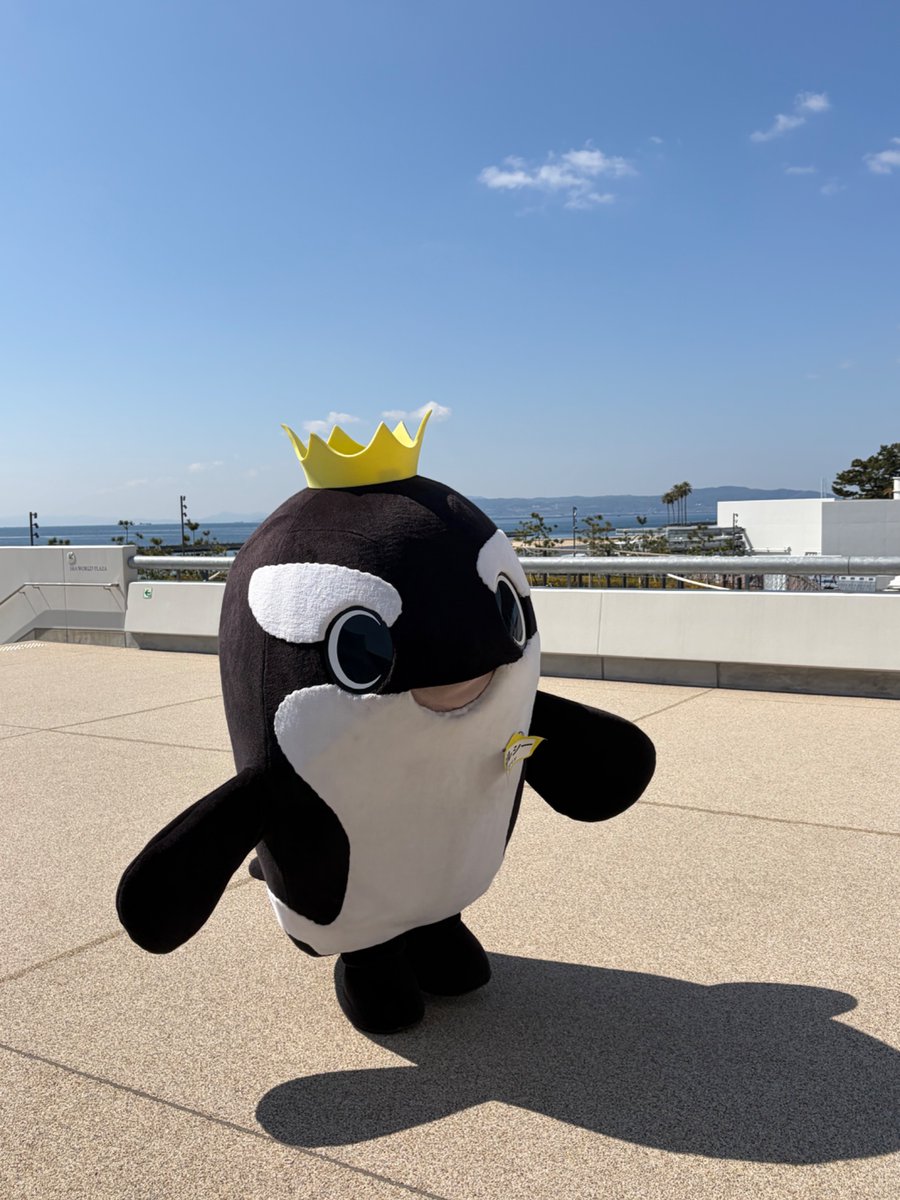 orcaloves78's tweet photo. 須磨シー2周年おめでとうございます♪今並んでいますが沢山います！皆さん楽しみましょう😊 https://t.co/kvB0qWqPeN