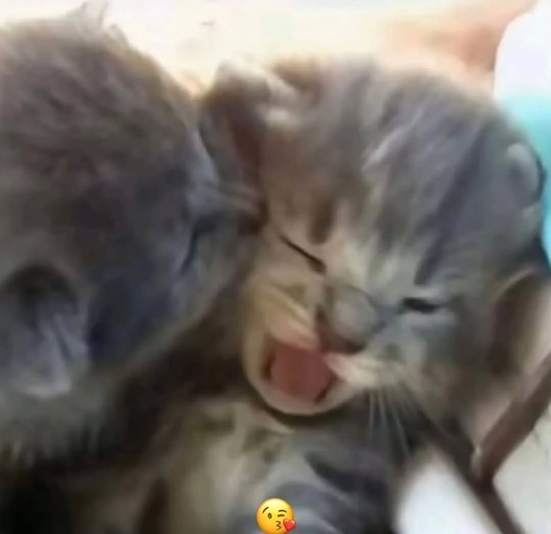 aura with cats tweet media