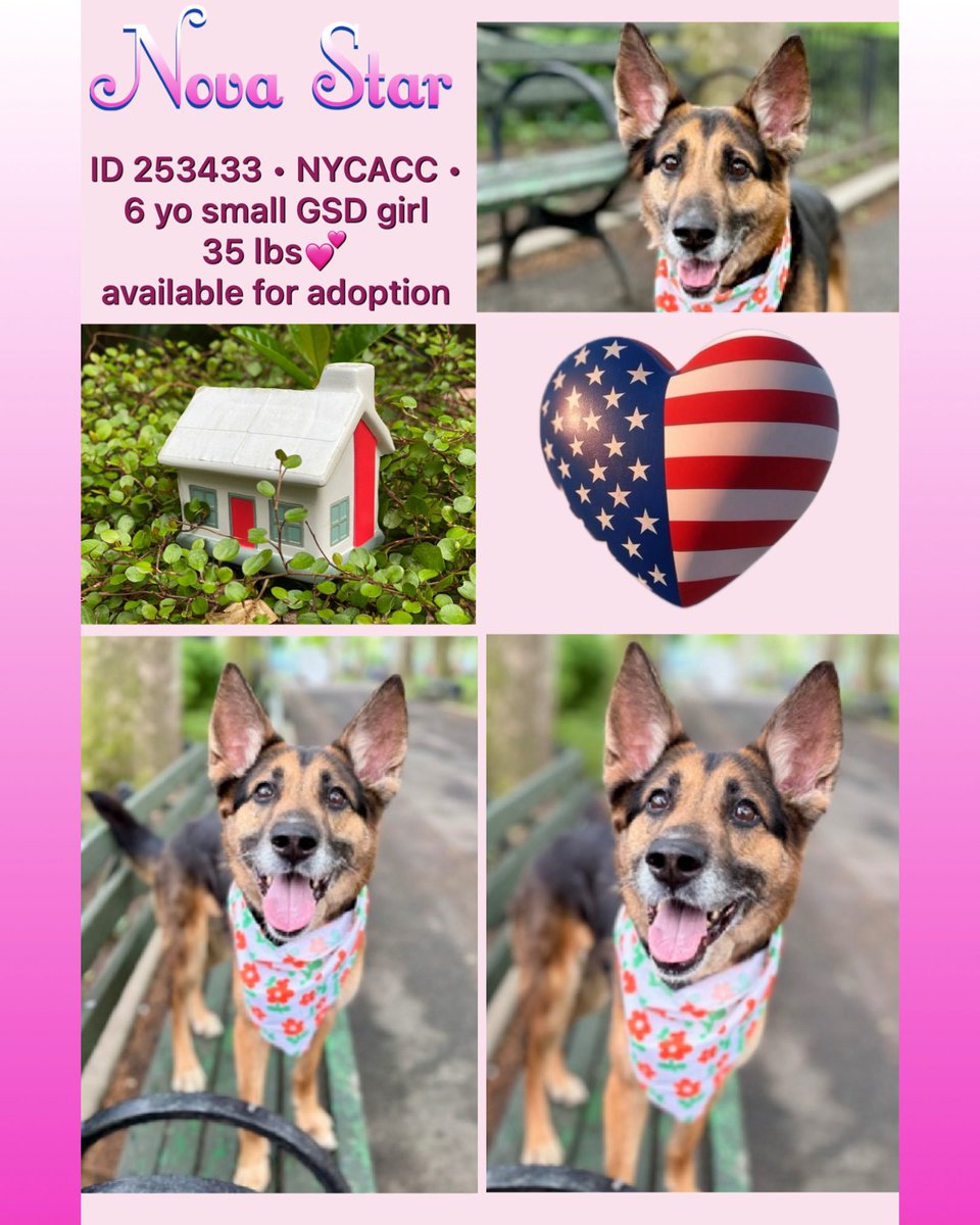 SarahjaneGille1's tweet photo. #NYCACC #NEWYORKCITY 30 ➕NOVA STAR ⭐️ BEAUTIFUL DOG and SMILE 😊 go #adopt #NovaStar
Checking in from holiday and she is still waiting?! 30 days in care and no application for the sweetest girl in town? Honestly, I don’t get it 💔 Who would not want to wake up to this happy smile? Please watch the vid and read(!) the text below. Nova Star is dreaming of a home in the Northeast VA - Maine 🏡
@notthesameone2 is looking forward to your message ✍🏻
Btw: A 6 yo is NOT a senior! See vid. My Falca is 6.5 yo and a cruise missile lol
ADDED Nova Star ⭐️ ID 253433 • NYCACC • available for adoption 💞 @notthesameone2 is waiting for your offer!
Please read:
A Volunteer wrote: Our hearts are aching for this beautiful, intelligent, wonderful German Shepherd girl who is stuck in a pop up crate, wondering why she is no longer in a loving home. Her former owner describes her as friendly and outgoing (she's the same with dogs!) but also anxious, and here in the shelter volunteers are seeing that side of her with a dose of sad. Who could blame her?
Still, she remains so gentle and sweet, so grateful for a walk and a gentle hand and company. We wish we could give it to her more than a walk here or there, and reassure her that she is loved and will be again, forever. Please, come meet Nova Star!