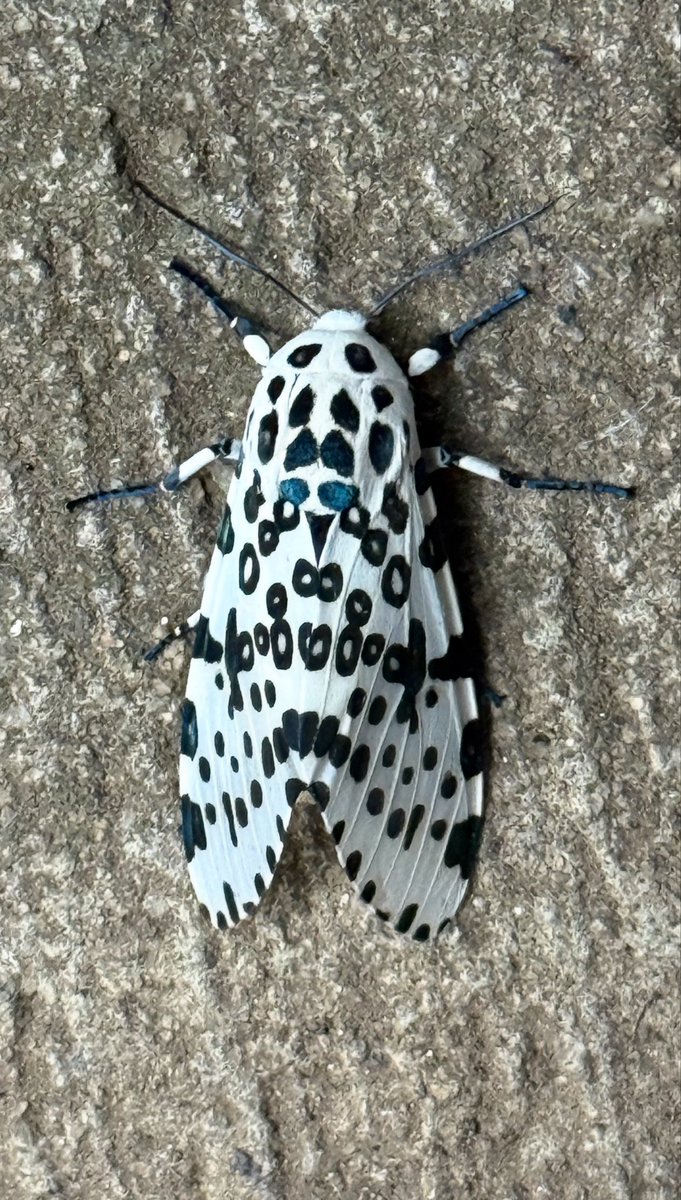 CraigSagerJr's tweet photo. giant leopard moth https://t.co/xDptUjWYcR