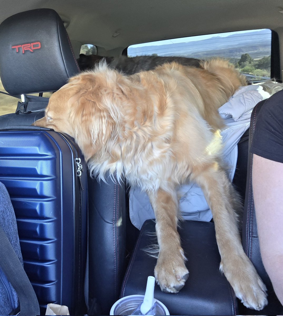 Becca_Furnish's tweet photo. We are officially starting the Storm chasing adventures with Hank The Golden series π
First up...
How many adorable silly positions does Hank sleep in while on long drives π₯Ήπ
*yes I still have Zoey, but she will be hanging out with the parents! * #stormchasingdog https://t.co/wANyNqTOcs