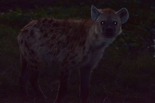 Bieta (@Muscari_Hyena) / Posts / X