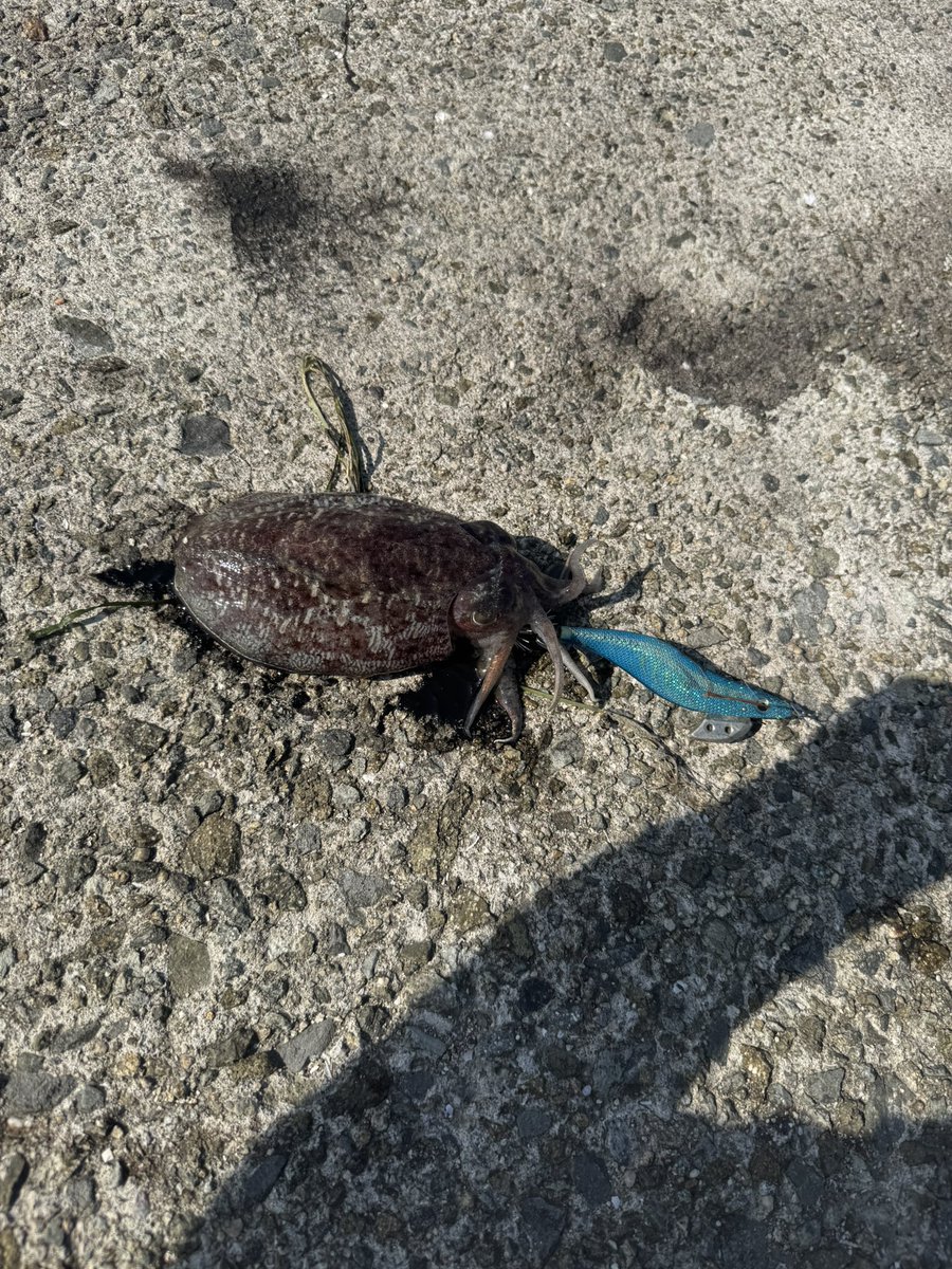 fishing_Rei2's tweet photo. 今シーズン初釣果🦑
推定キロアップのモンゴルバラしたのが悔やまれる
釣り場で出会ったフカセのお爺さん優しくて楽しかった😲😲 https://t.co/Vr1mJvNIqF