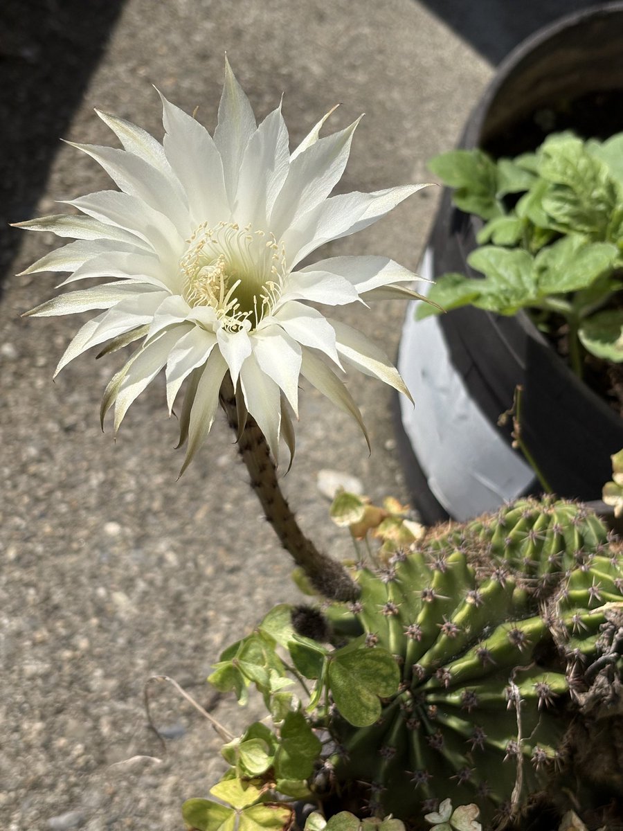 MKI_134's tweet photo. サボテンの花が咲いたよ
この花はお昼すぎには萎んでしまうんだよね
#サボテンの花
#短毛丸
#白い花 https://t.co/phhTTaeby2