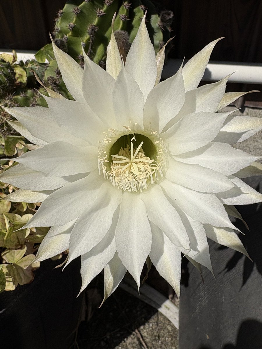 MKI_134's tweet photo. サボテンの花が咲いたよ
この花はお昼すぎには萎んでしまうんだよね
#サボテンの花
#短毛丸
#白い花 https://t.co/phhTTaeby2