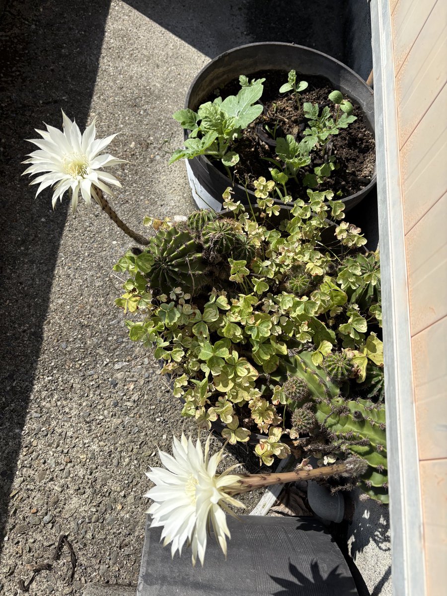 MKI_134's tweet photo. サボテンの花が咲いたよ
この花はお昼すぎには萎んでしまうんだよね
#サボテンの花
#短毛丸
#白い花 https://t.co/phhTTaeby2