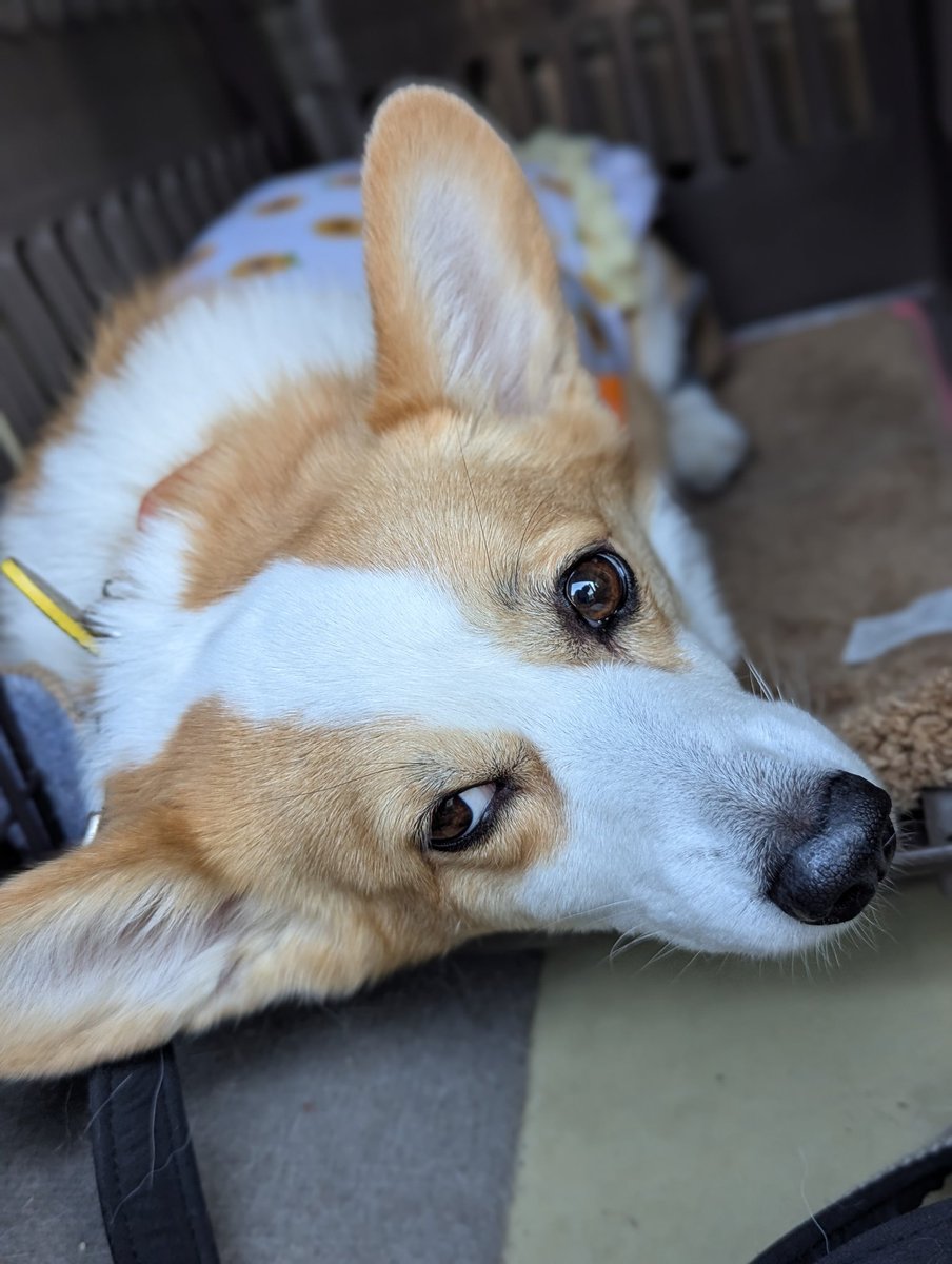 CorgiRunn's tweet photo. 帰るよー

気持ちよく寝てたのに…降りたくないんでしゅけどぉ
#コーギー https://t.co/nRGFvl5oMb