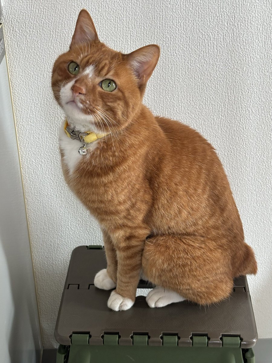 maplemaple19's tweet photo. あなたはもうご飯食べましたよ
期待しても何も出てきません

#食いしん坊
#猫のいる生活
#猫のいる暮らし https://t.co/QaNWHtheh6