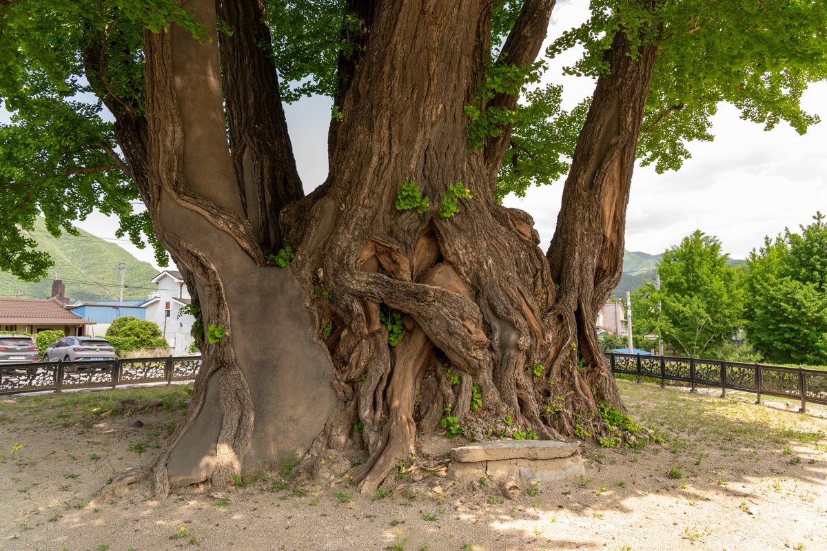 TreeStoryMan's tweet photo. #1/4
https://t.co/UpoGGafOc6 청령포를 찾는 이들의 긴 행렬을 벗어나, 현대식 고층 아파트 단지 초입에서 예사롭지 않은 세월의 궤적을 품은 거목을 만났습니다. 천연기념물 〈영월 하송리 은행나무〉입니다. #나무편지 #은행나무 https://t.co/cc1PR2Dz7P