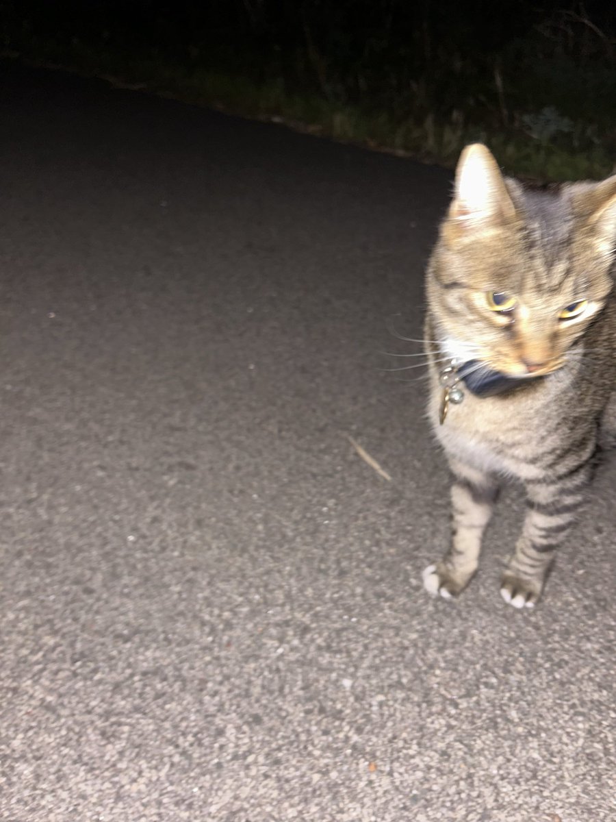 pezet_tim's tweet photo. @MissyBBBobtail Or this boy: you know I like a small portion of dry food first as an entree, then I’ll eat my wet food https://t.co/lQaZ1Z8p1s