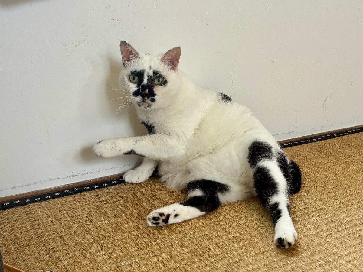 熱海 Muddy Cat tweet media