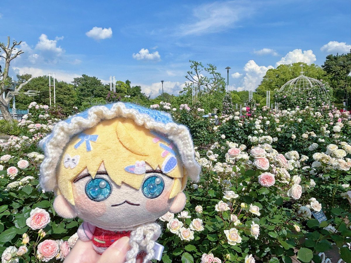 DOTUKUDO's tweet photo. 薔薇満開だった！！！

 #言いたいことがアルビオ https://t.co/JeBE3iEXYN