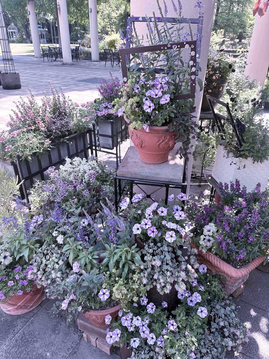 kyoo__oo's tweet photo. ごきげんよう、朝活ですゎょ
紫のお花発見^ᴗ ̫ ᴗ^ https://t.co/fRMkwF8dT1
