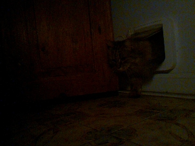 boosimba's tweet photo. Good morning Boo, aka Fluff Bag!

Catmonic (using LandingLens ConvNext-[29M]) says the likelihood of Boo is 96.7%

Auto-tweet from catmon2: 2026-06-01_012610.jpg https://t.co/4jENH1BOsB