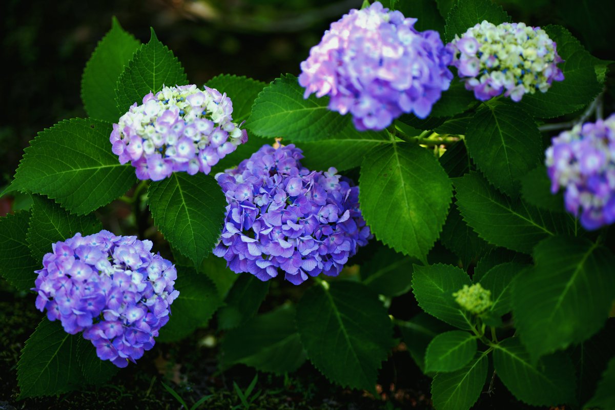 sicam623's tweet photo. LUMIX S1IIE
LUMIX S 85mm F1.8 https://t.co/9nD6hB9tkH