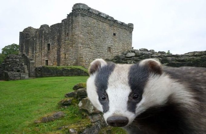 wylfcen's tweet photo. STOP saying “badger.” They’re called that cause they have little badges on their heads, and “badge” is from French. Their native English name would be “thax.” https://t.co/azrbZIFEyx