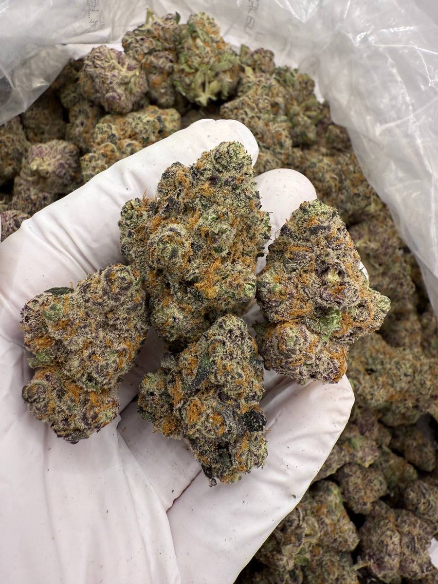 BambooMane's tweet photo. Houston weed plug 🔌 
Mobile and 24/7 

☆HOUSTON TX☆
☆
14/135$
☆
 28/225$

2dispo/90$
3/$150

Drank 🔌
Triss / Wok / qua
#houstontexasdrank  #drankplug   #htxweed #houstonplugs #houstonplug  #wock   #midtown     #KatyTx  #houstonTx  #Texas #Channelviewtx #wockhardt #SIPPIN https://t.co/pXD7ekx23t