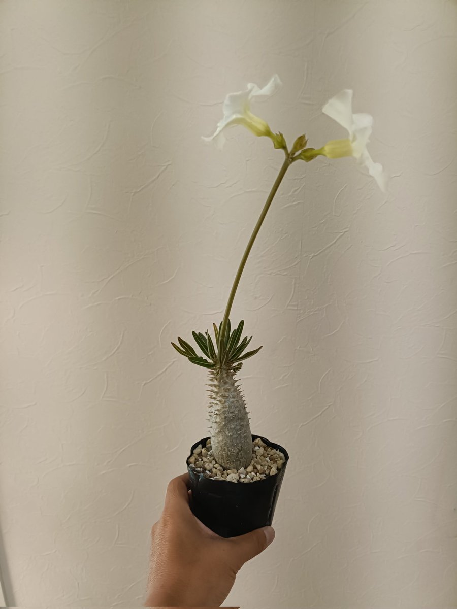 taimingusan's tweet photo. パキポディウム
白花 https://t.co/OgZX94AWwW