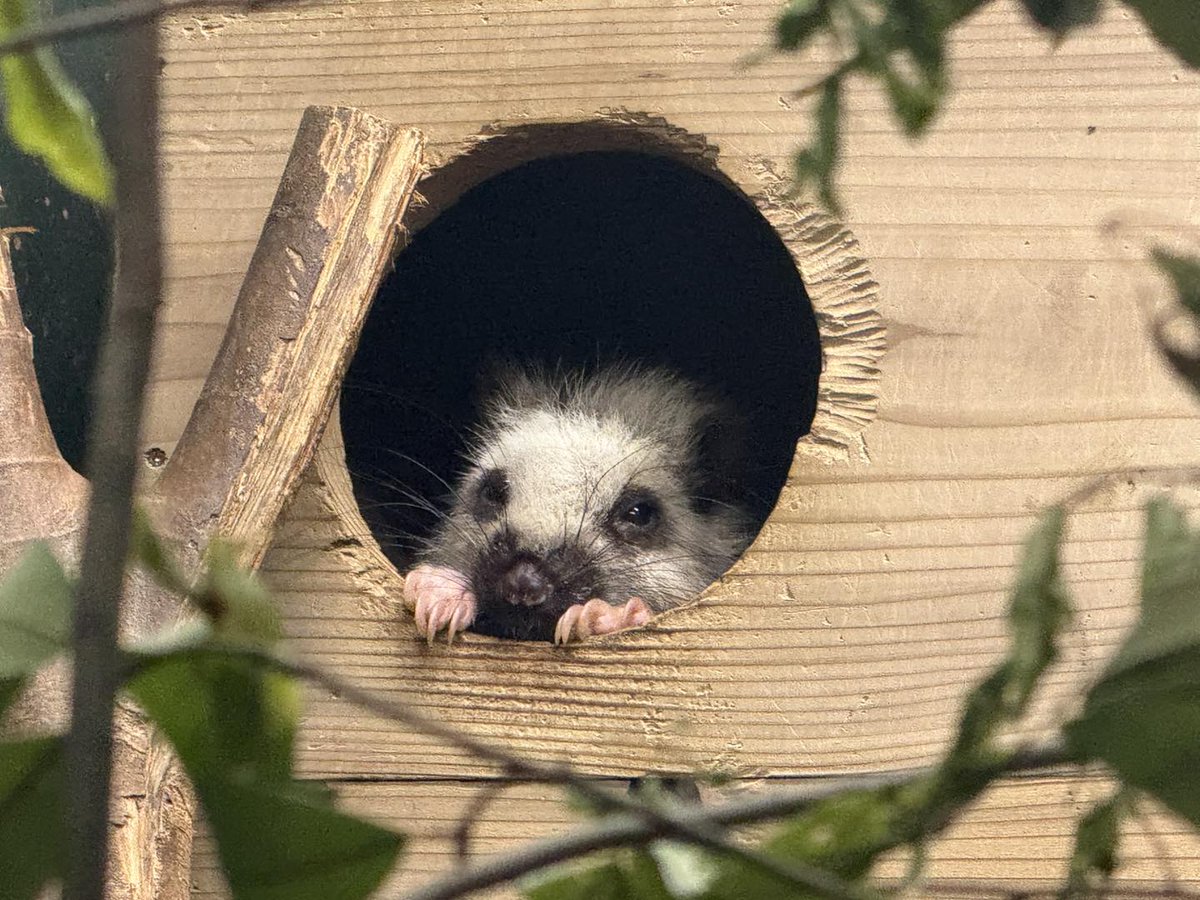 saitamazoo_tw's tweet photo. 母クモネズミが巣箱から顔を出してまったりしていると、父クモネズミが場所を横取り！
何もなかったかのように落ち着きましたが。。。
証拠写真、しっかり撮れてますよ〜！
#ecoハウチュー #ウスイロホソオクモネズミ https://t.co/Yu82lhC7IH