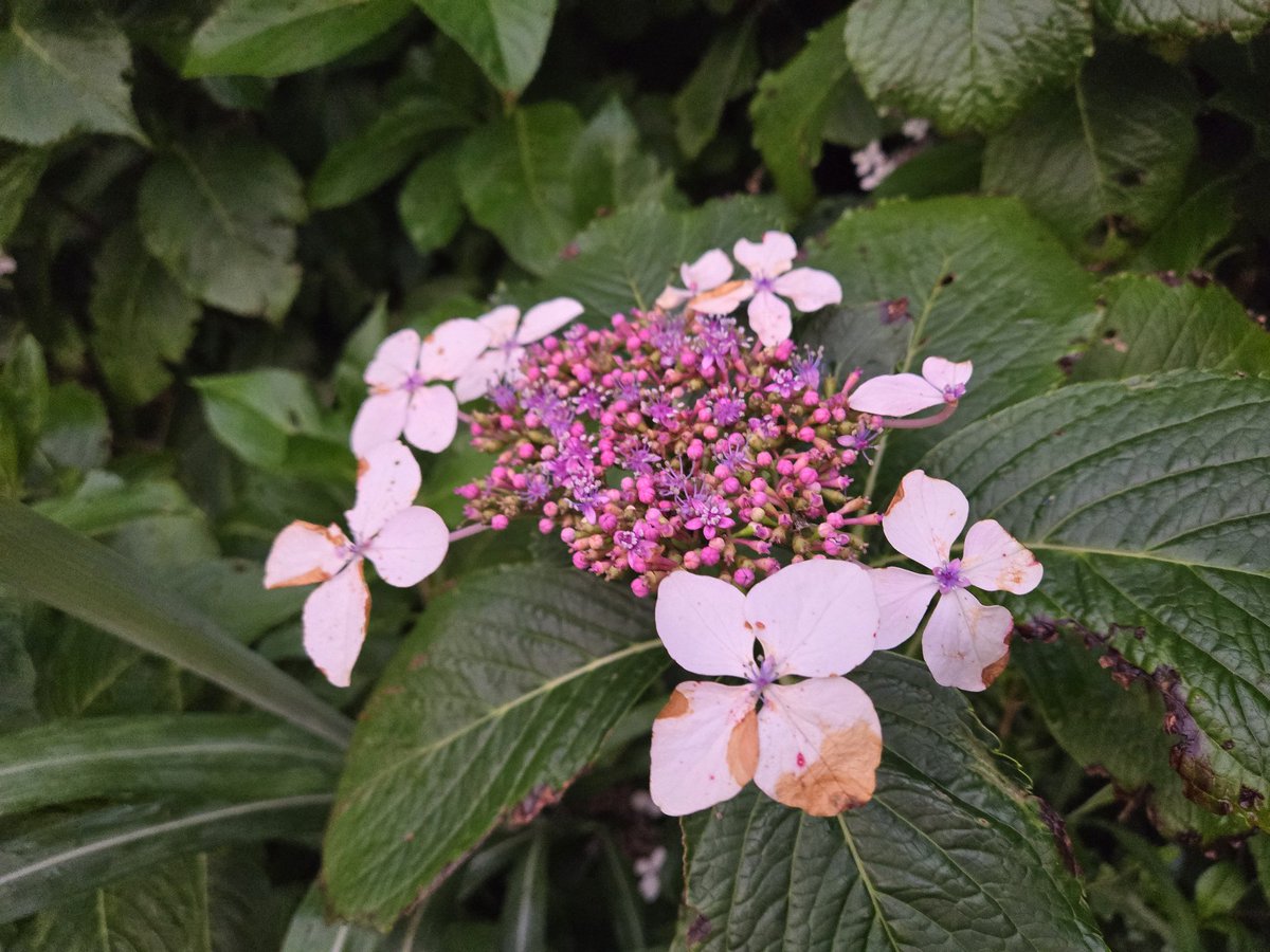 Kkanari4's tweet photo. あれ？ガクアジサイがピンク😆
#八丈島ガクアジサイ https://t.co/opz144o3tU