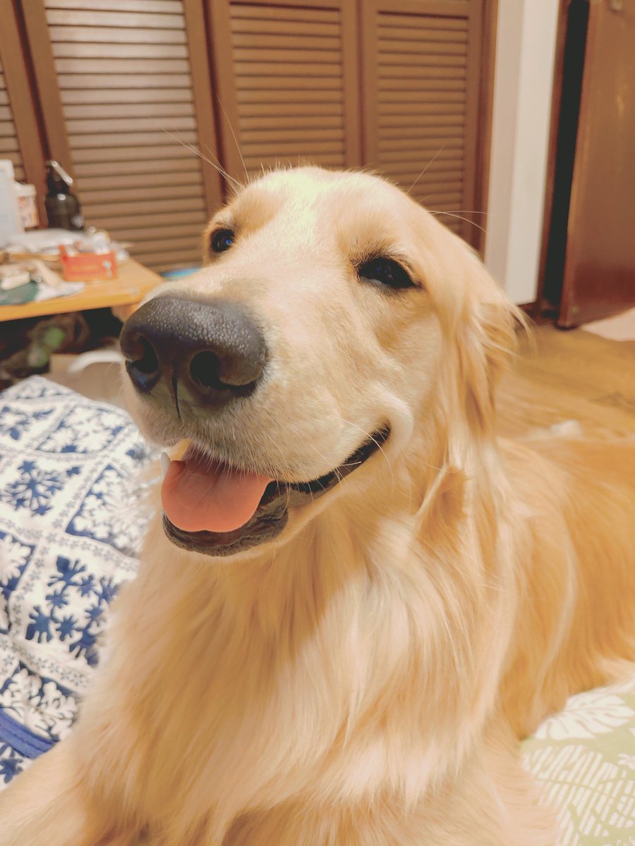 luuzou's tweet photo. 今日のルカちゅ
やっと30kgになったちびっ子なボク https://t.co/RUcBFJct5f