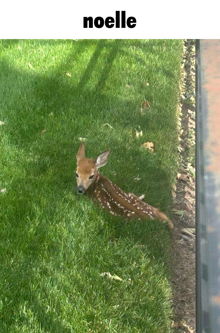 GeneralVetr's tweet photo. there was a fawn outside today so i had a vision and made this 

#deltarune #noelle https://t.co/i2aO5mgYBh