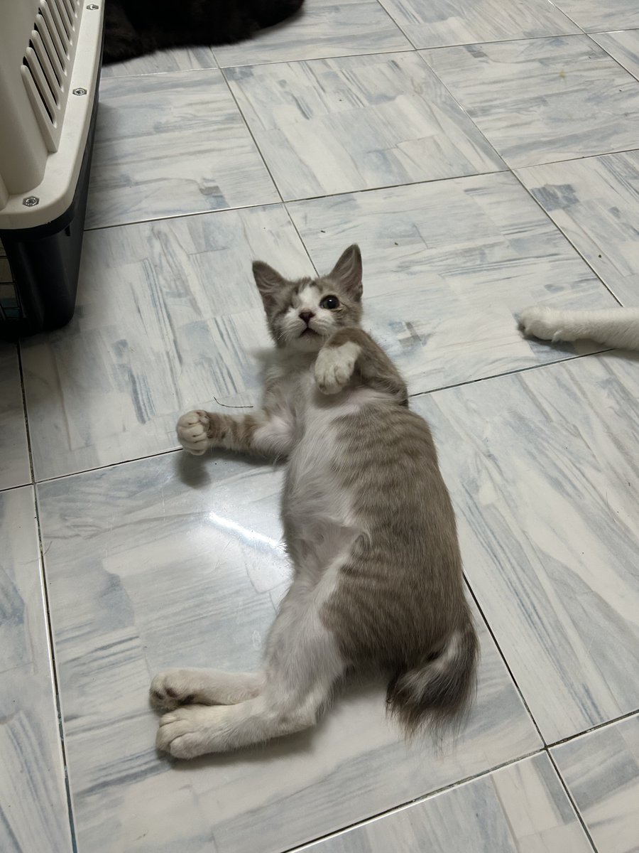 yemmeow's tweet photo. Apollo also has been adopted. Alhamdulillah. Balance dana dia i minta izin nak gunakan untuk Uji &amp; kids (vaccine, spay uji, etc) thank you so much everyone! 🤍 https://t.co/eTTAqNC7YE