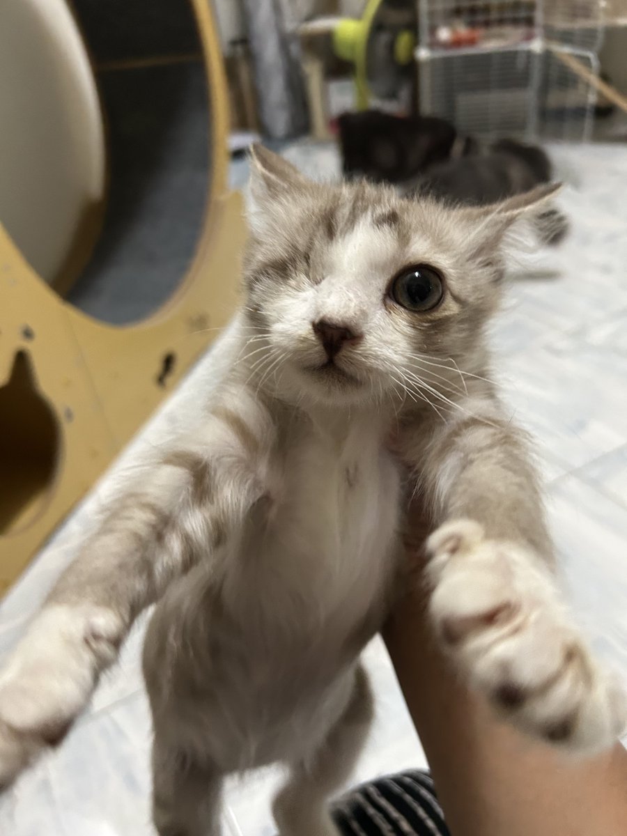 yemmeow's tweet photo. Apollo also has been adopted. Alhamdulillah. Balance dana dia i minta izin nak gunakan untuk Uji &amp; kids (vaccine, spay uji, etc) thank you so much everyone! 🤍 https://t.co/eTTAqNC7YE