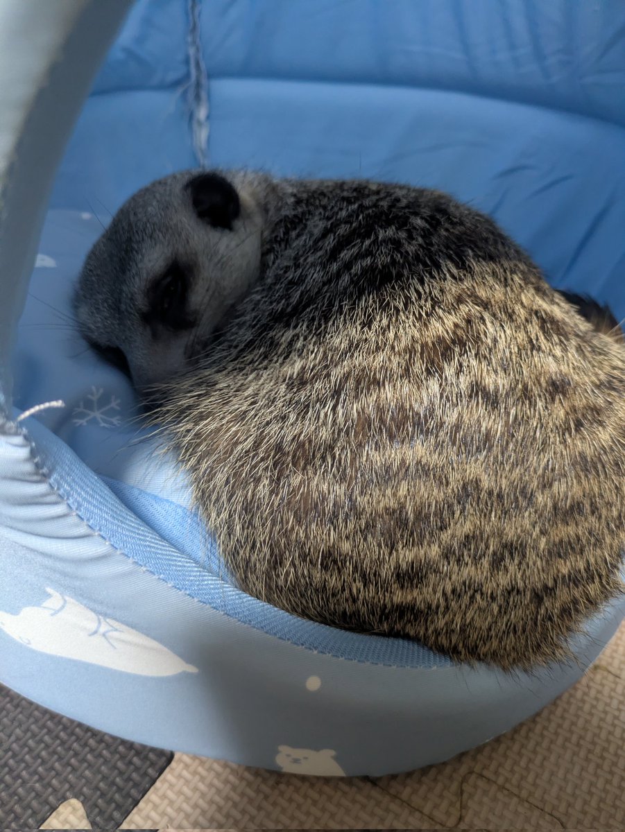 Hpuj77's tweet photo. 新し���涼しいベットを新調✨
興味津々でホリホリしたり🥰
早速寝てみたり
可愛すぎる💕💕💕
#ミーアキャット https://t.co/4JH68gXzSw