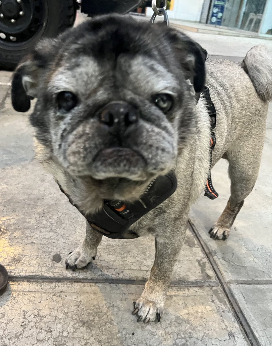 nonvrbaladvisor's tweet photo. Estaba súper triste 
Conocí a Obelix en la calle y me olvidé la tristeza por un rato. Fui feliz y sentí bonito . https://t.co/RcKLP72NRx