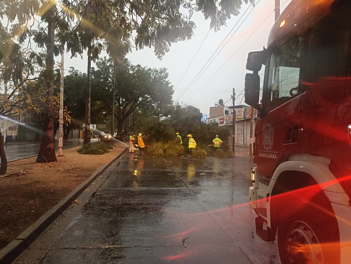 Informe24GDL's tweet photo. Elementos de @PCYBOMGDL trabajan en Cruz del Sur al cruce de López de Legazpi para retirar un árbol de 10 metros que fue derribado pro el viento, se encuentra obstruyendo la vialidad, proceden con corte para poder liberar un carril. https://t.co/r5G7oFQ0FB
