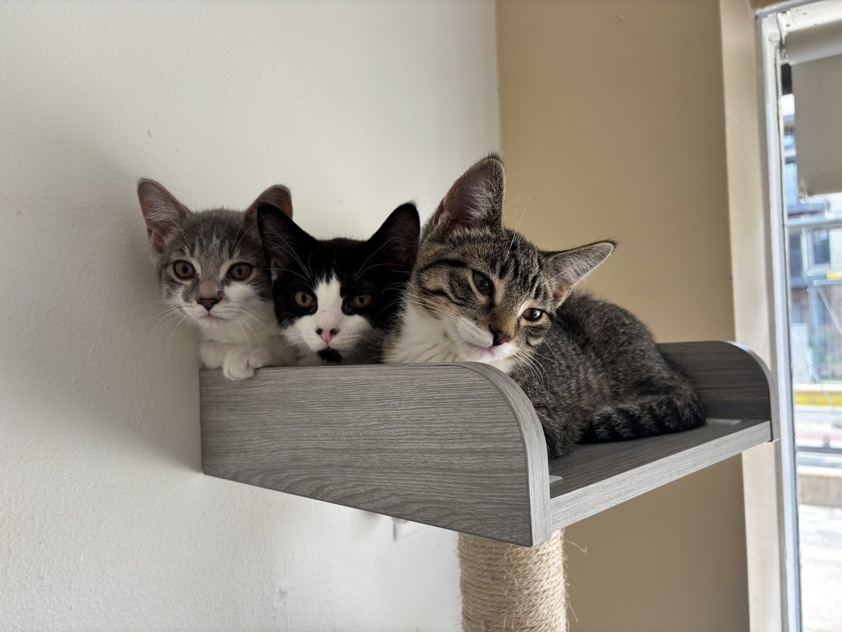 Tank_Brady's tweet photo. Kittens didn’t seem to like the evil vacuum this morning.
But gotta keep @AlmostHomeMKE21 clean. https://t.co/crKh6NSBzj