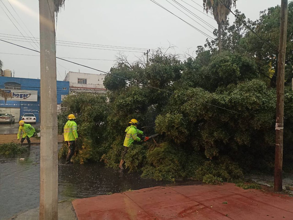 GuadalajaraGob's tweet photo. Equipos de nuestro Gobierno se encuentran trabajando para liberar vías, retirar árboles caídos y limpiar el arrastre, tras las lluvias y ráfagas de viento de esta tarde. 

Te pedimos mantenerte informado por canales oficiales y, en caso de una emergencia, repórtala al 911.

Recuerda que menos basura, menos inundaciones.