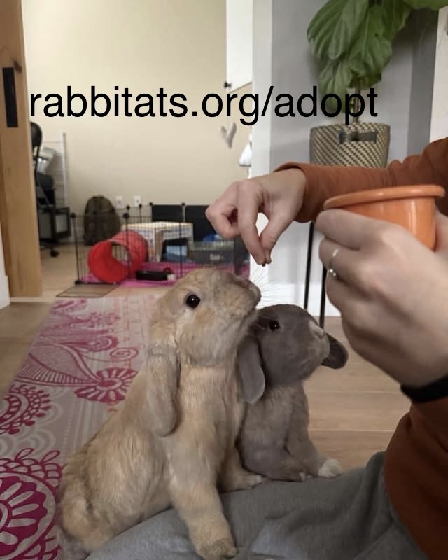 RabbitatsRescue's tweet photo. Adopt Pumpkin &amp; Jellybean! 🧡

This brother/sister pair is 4 yrs old &amp; the coziest house bunnies you could ask for! Their hobbies: 

- Lounging in front of the television (feet out, always)
- Marathon cuddles  
- Being very brave about exploring the couch
- Begging for treats
1/2 https://t.co/pNhJD5PzHL