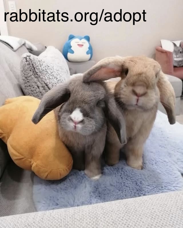 RabbitatsRescue's tweet photo. Adopt Pumpkin &amp; Jellybean! 🧡

This brother/sister pair is 4 yrs old &amp; the coziest house bunnies you could ask for! Their hobbies: 

- Lounging in front of the television (feet out, always)
- Marathon cuddles  
- Being very brave about exploring the couch
- Begging for treats
1/2 https://t.co/pNhJD5PzHL