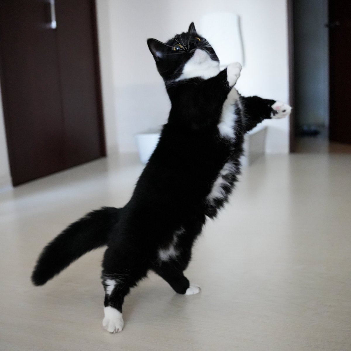 unicouniuni3's tweet photo. He thinks he’s the coolest! https://t.co/Yu1GjNusrk