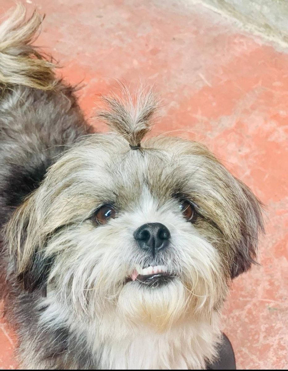 AlertaMePerdi's tweet photo. #PERDIDA #GUAYAQUIL
Nombre: #Chloe
Fecha: 2026-05-26
Sector: Sur, suburbio La ch y la 28
Sexo: Hembra
Raza: Shih tzu
Observación: Los dientes de abajo medios salidos
Contacto: 096 392 1573
¡Ayúdalo a volver con su familia!
 #AlertaMePerdí https://t.co/X0bwR47iF6