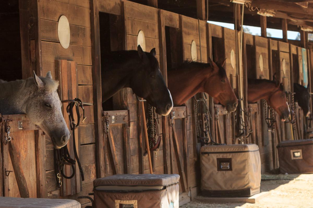 nypost's tweet photo. Teen girl arrested for stabbing 3 horses at Las Vegas national barrel racing event https://t.co/slFWx5A0Gs https://t.co/zvNv4jRmqf