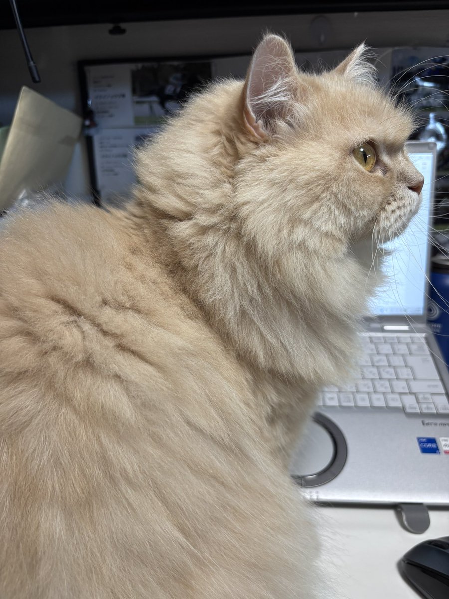 4633Jin's tweet photo. 仕事させてくれない
#猫好きさんと繋がりたい
#モフモフ
#スコティッシュ
#猫のいる暮らし
#猫好き https://t.co/6qDiWISACh