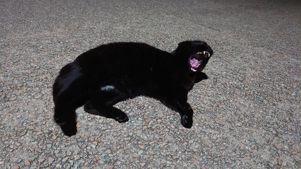 NEO_PSYTANK's tweet photo. 猫様、先月(5月)もありがとうござい

うわ～～～～～ 可愛過ぎ～～～～～!!!!!!!!!!!!!!!!!!!!!!!!!!!! は～～～～～好き!!!!!!!!!!!!!!!!!!!!! 生きる糧!!!!!!!!!!!!!!!!!!!!!!!!!!! https://t.co/cigBIkGa5X