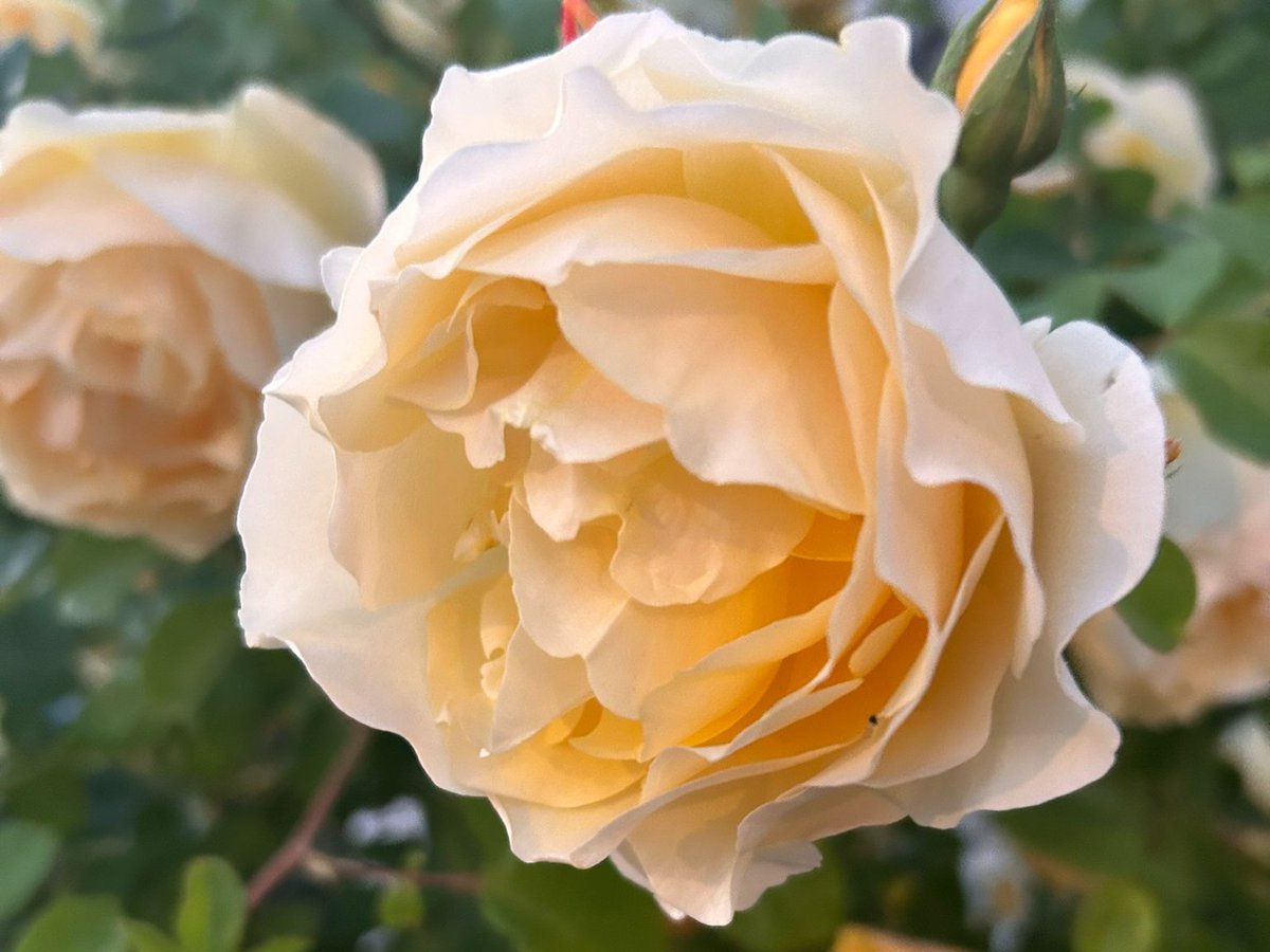 katierosewindow's tweet photo. 🌹🎶 Shoot the Moon - A Blue Micro Moon Podcast Ramble https://t.co/a50Il3kpYU https://t.co/NF77B4tlYW