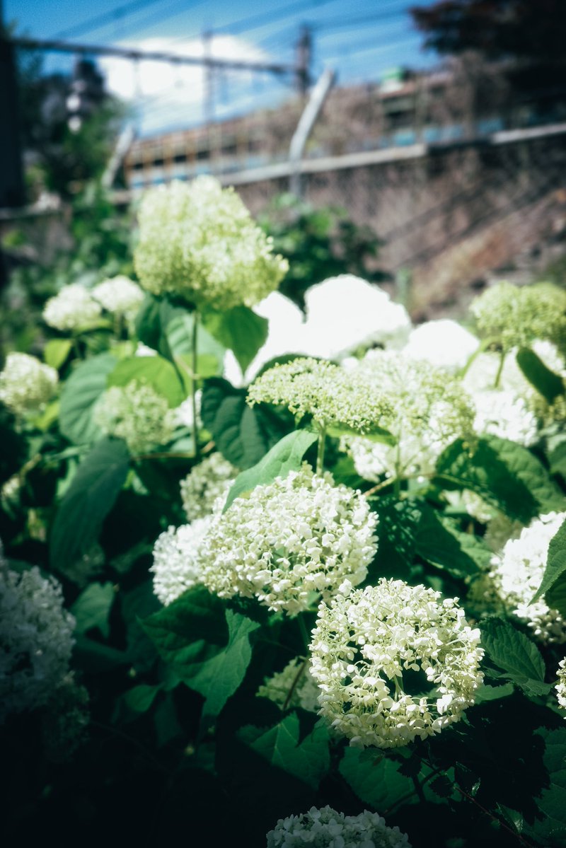 Ala_vanille's tweet photo. あっという間に6月🐌🌧️☀️(あつい)

紫陽花💠✨
#RICOHGR #GR3X https://t.co/lAXpFfu6P6
