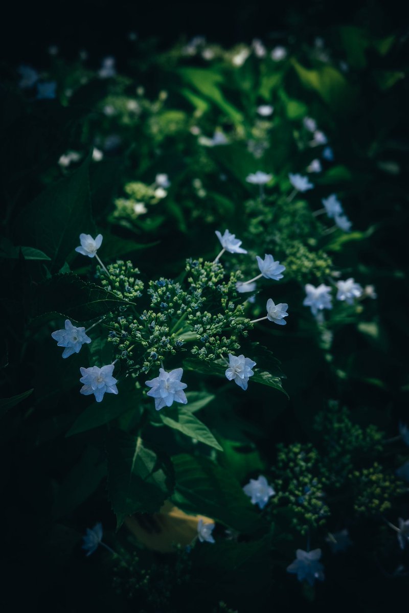 Ala_vanille's tweet photo. あっという間に6月🐌🌧️☀️(あつい)

紫陽花💠✨
#RICOHGR #GR3X https://t.co/lAXpFfu6P6