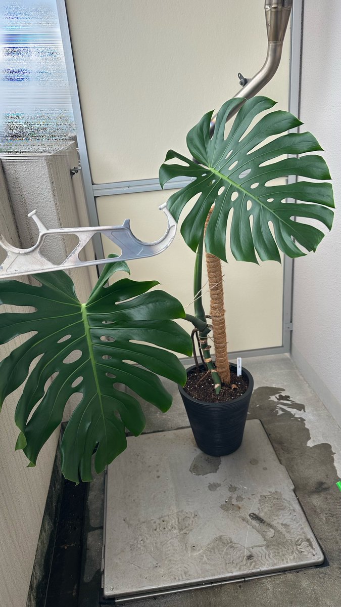 cb_markX's tweet photo. 1枚目から2枚目に植替えしてみた。
幹上がりモンステラっぽくなってきて嬉しい。 https://t.co/6SNbqEqOhh