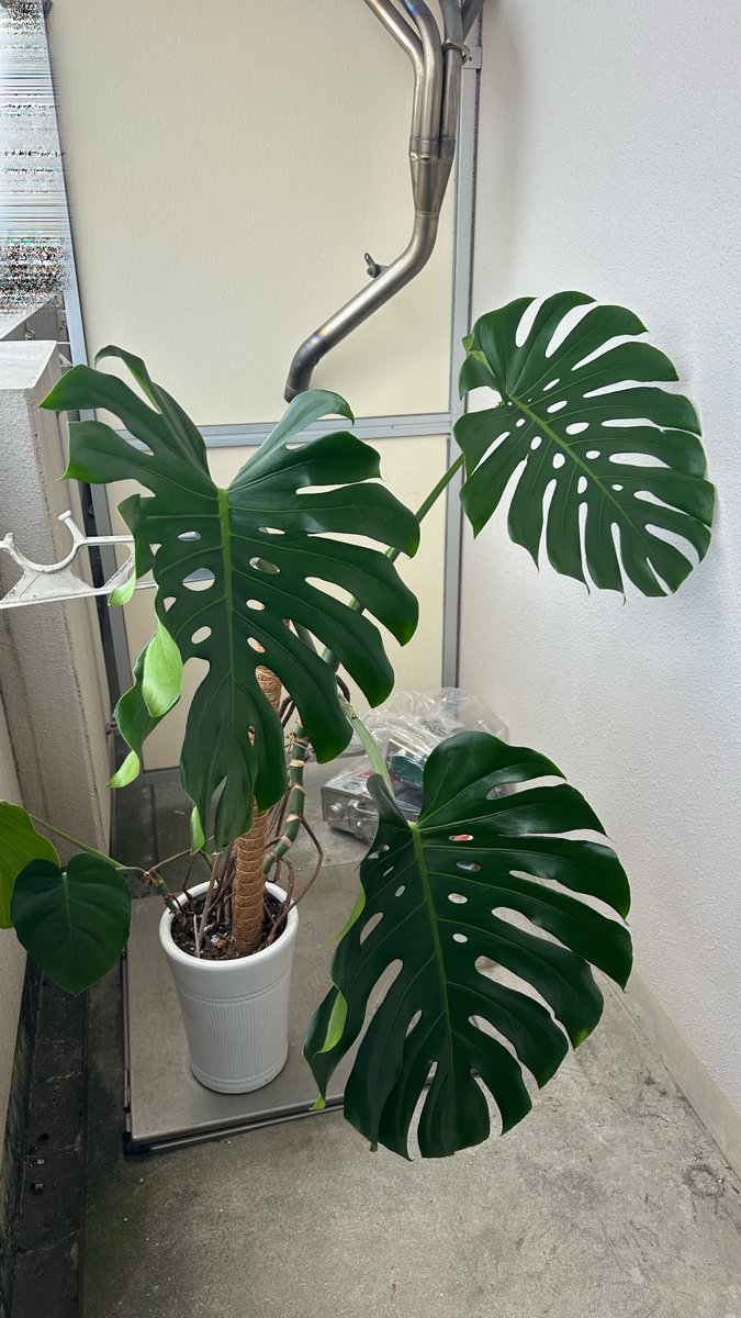 cb_markX's tweet photo. 1枚目から2枚目に植替えしてみた。
幹上がりモンステラっぽくなってきて嬉しい。 https://t.co/6SNbqEqOhh