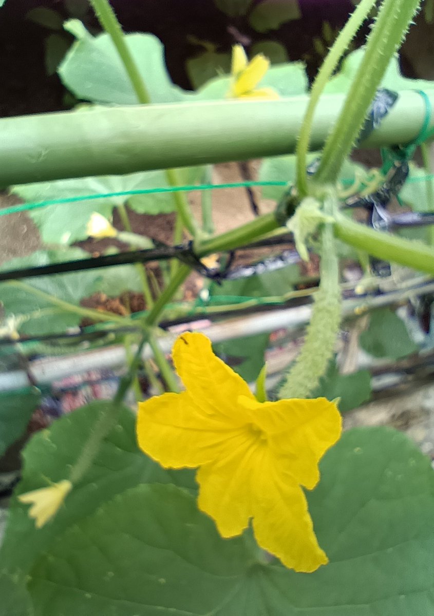 ms_mz80's tweet photo. 5月中旬に移植した苗、今ここ…。

サヤインゲン収穫後が胡瓜です。場所がなく土の入れ替えを繰り返して連作で育てています。
余談 : 黒い紐？はビデオテープで以前害虫などを寄せ付けないと聞いたことがあり利用していますが事実かどうか。誰か科学的な実証をしてもらいたいと思ったり…。 https://t.co/gZ5LwZC8EN