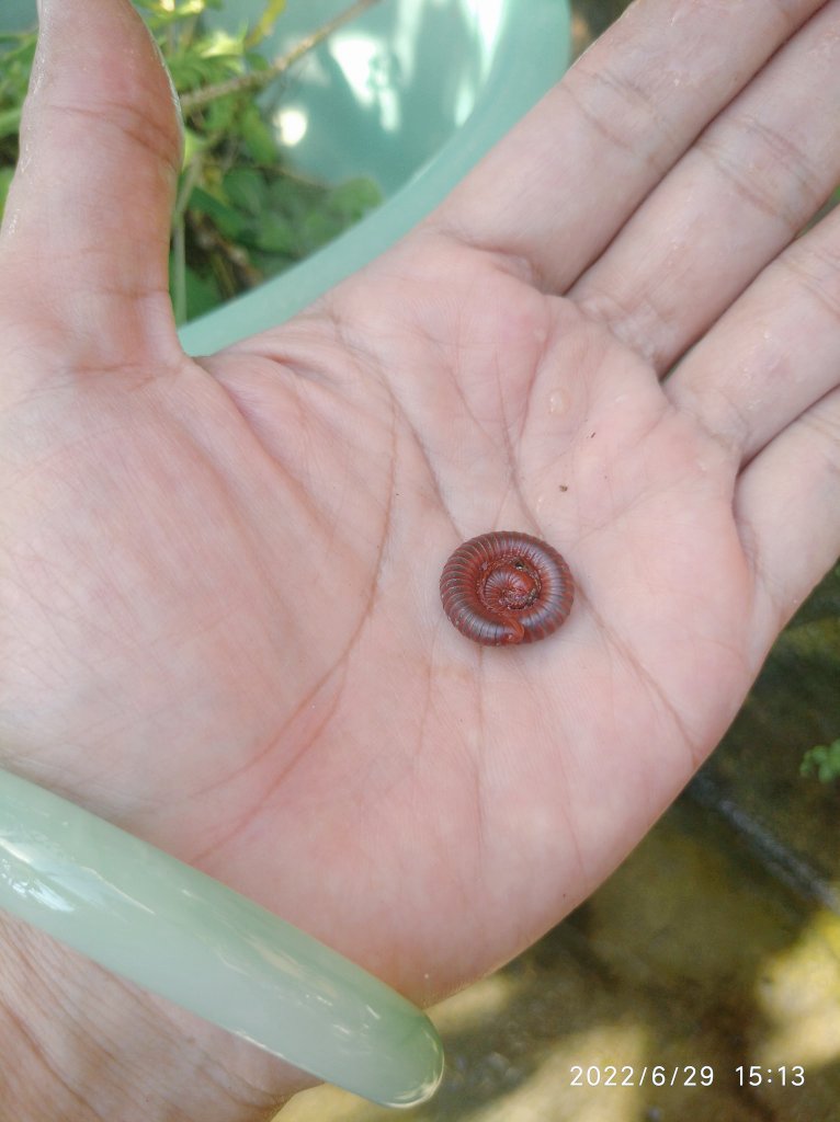 Excel_Dee's tweet photo. Yang menggulung belum tentu musuh.

Kadang di kebun, kita terlalu cepat menilai.
Lihat yang mirip ulat langsung dianggap hama.

Padahal, kenyataannya nggak sesederhana itu.

Seperti luwing di tangan ini,
bukan perusak, tapi justru pekerja diam-diam yang membantu tanah tetap hidup.
Mengurai daun kering, memberi makan mikroba, dan menjaga kesuburan.

Sementara itu, sebagian ulat tanah memang bisa merusak bibit muda,
terutama saat populasinya tinggi.

Di sinilah kita belajar…
Berkebun bukan soal membasmi semua
Tapi memahami siapa berperan apa

Karena tanah yang sehat
bukan tanah yang “bersih dari makhluk”,
tapi tanah yang hidup dan seimbang.

Kenali dulu baru bertindak. 🤍

RAyAD | Rawat Alam, yang Akan menjaga kita kembali