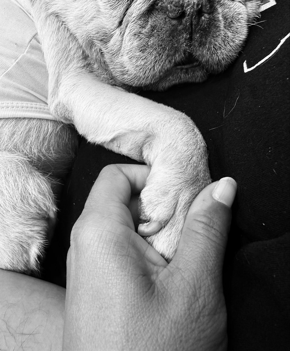 _ssayers's tweet photo. LONG LIVE MY MF BABY..MY DAY 1️⃣🕊️5/28/26 🤍 🐾 https://t.co/E9nqec0wDu